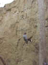 Garrett Rappelling