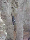 Steven Climbing